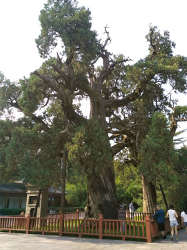 黄帝陵黄帝手植柏