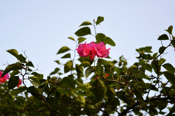 三角梅