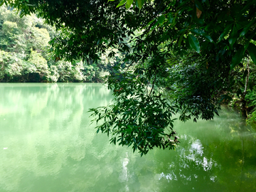 丛林河流