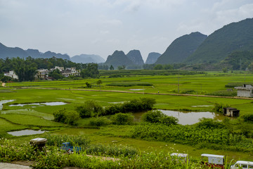 田野