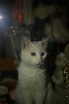 橱窗里的白猫