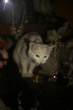 橱窗里的白猫