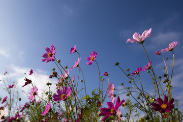 格桑花