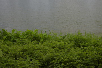 河边绿草