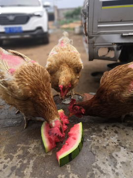 鸡吃西瓜