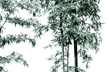 中国风竹子摄影素材图高清照片