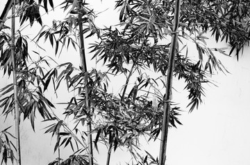 墨竹