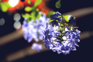阳光与紫色花