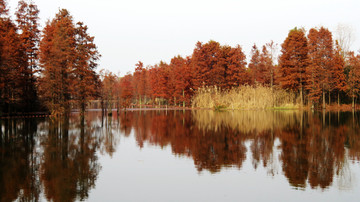 湿地红杉树