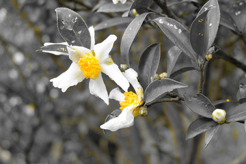 山茶花