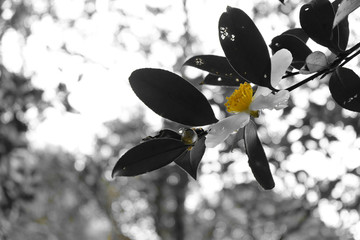 黄蕊茶花