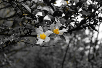山茶花