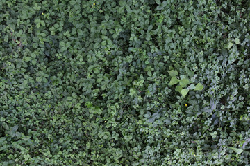 绿色植物背景绿色叶子底图