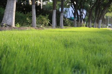 嫩绿的草地草坪绿地素材