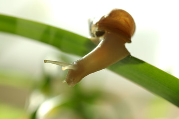 草叶上的蜗牛