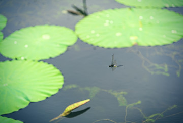 荷花池中飞行的蜻蜓