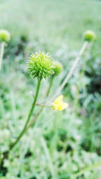 花和植物