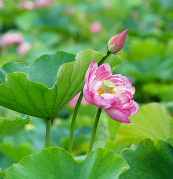 荷花