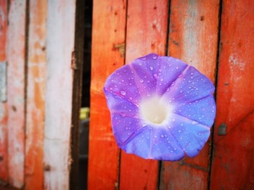 彩色木板前绽放的紫色喇叭花