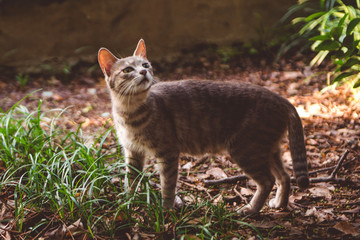 街边小猫