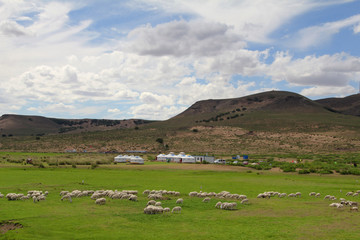 草原的草场放牧牛羊