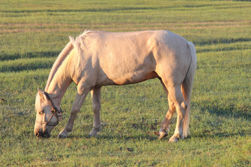 晨光中吃草的蒙古马