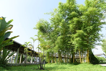 竹林长廊