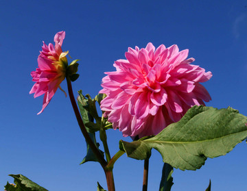 大丽花