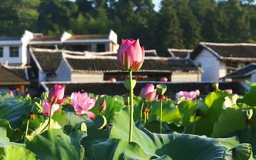 荷花风景画