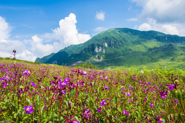 花海