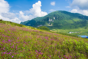 山地花海