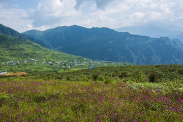 山地花海