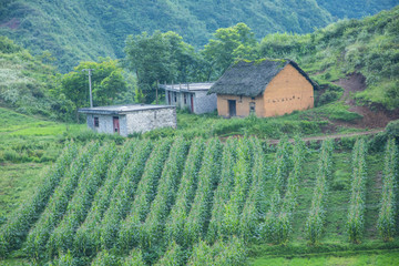 农村风光
