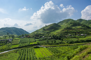 庄稼地