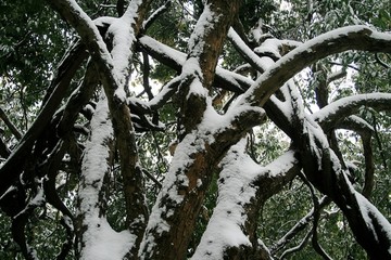 雪