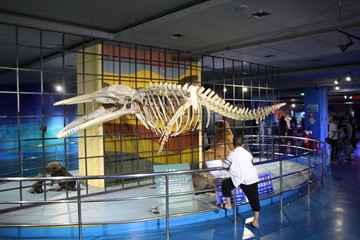 鲸鱼化石
