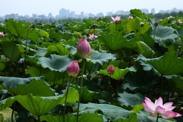 西湖荷花