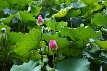 西湖荷花