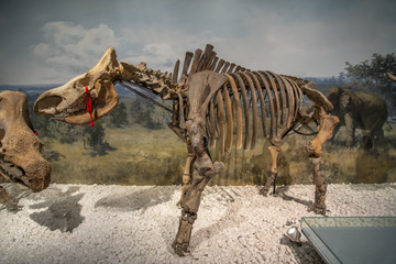 南京博物院动物化石