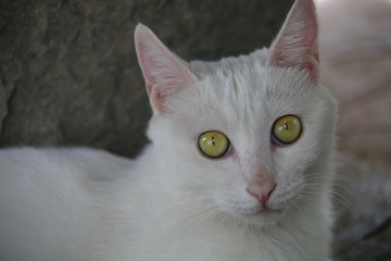 观复猫白猫