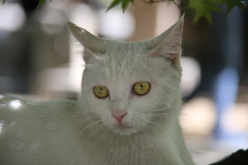 白色小猫观复猫