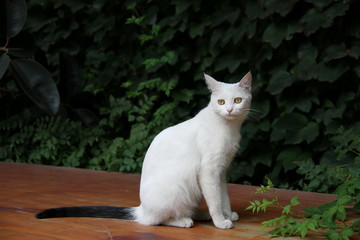 观复猫黑尾白猫
