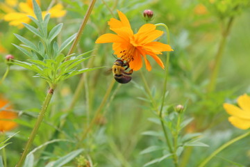 桑格花上的蜜蜂