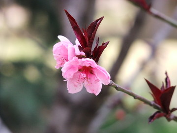 碧桃花