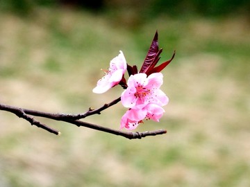 碧桃花