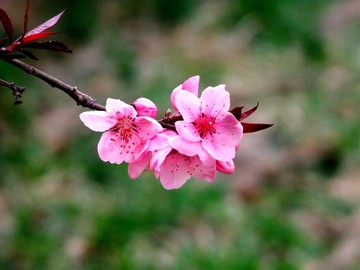 碧桃花