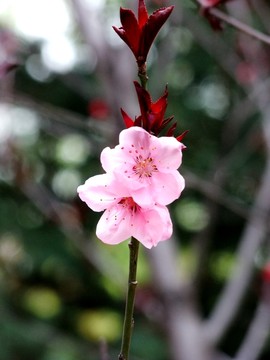 碧桃