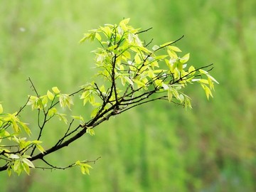 春天植物绿叶