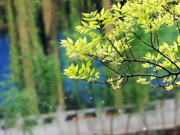春天树枝绿叶