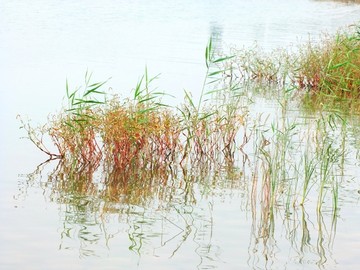 芦苇水草沼泽